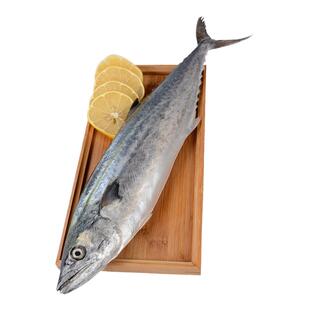 鲅鱼新鲜冷冻山东特大马鲛鱼整条青岛鲅鱼片香煎燕鲅鱼段海鱼10斤