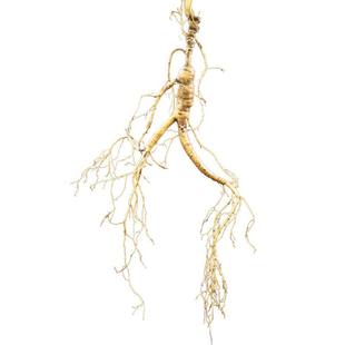 长白山新鲜人参 集安边条参 煲汤泡酒 火锅参