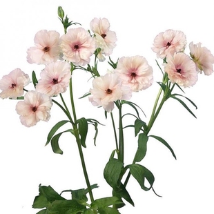 25年新球 绿园花开蝴蝶花毛茛种球 催芽蝴蝶洋牡丹多年生芹叶牡丹