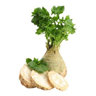 根芹苗四季芹菜苗子阳台庭院辣椒番茄苗西红柿贝贝大疙瘩老桩种球