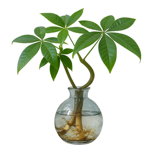 奇趣发财树水培绿植物办公室内桌面小盆栽造型客厅招财懒人好养活