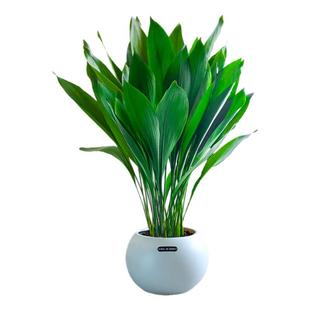 一叶兰盆栽植物室内绿植桌面兰花懒人好养活净化空气四季常青盆景