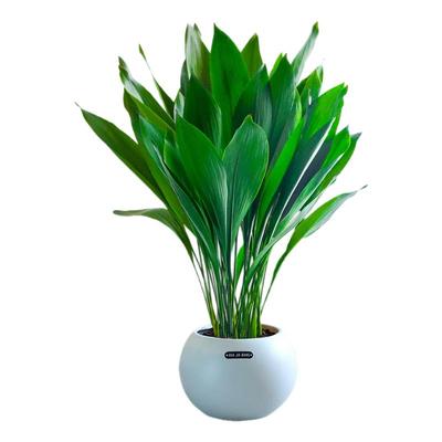 一叶兰盆栽四季常青好养活