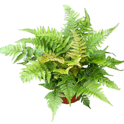 蕨类盆栽观叶绿植耐阴净化空气