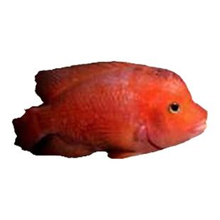 红魔鬼鱼苗生命力强的观赏鱼好养耐活自来水食肉慈鲷猛鱼鹦鹉亲鱼