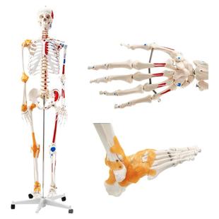 成人体肌肉骨骼结构全身骨架模型可拆卸医用脊椎瑜伽小白骷髅教具