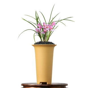 翁源兰花喜花里正品老种春兰莲瓣兰粉荷高端市长红带花浓香型好养