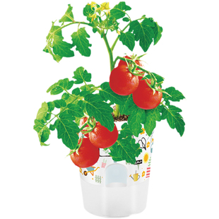 小花农迷你盆栽儿童种植玩具植物发芽生长观察趣味农场向日葵草莓