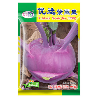 四季食用紫苤蓝种子盆栽根球大头菜芥兰头春秋水果球茎甘蓝种籽