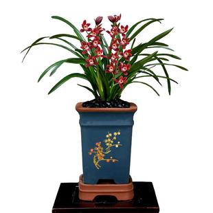 翁源兰花喜花里年宵花大花蕙兰红将军红宝石开花浓香好养室内绿植