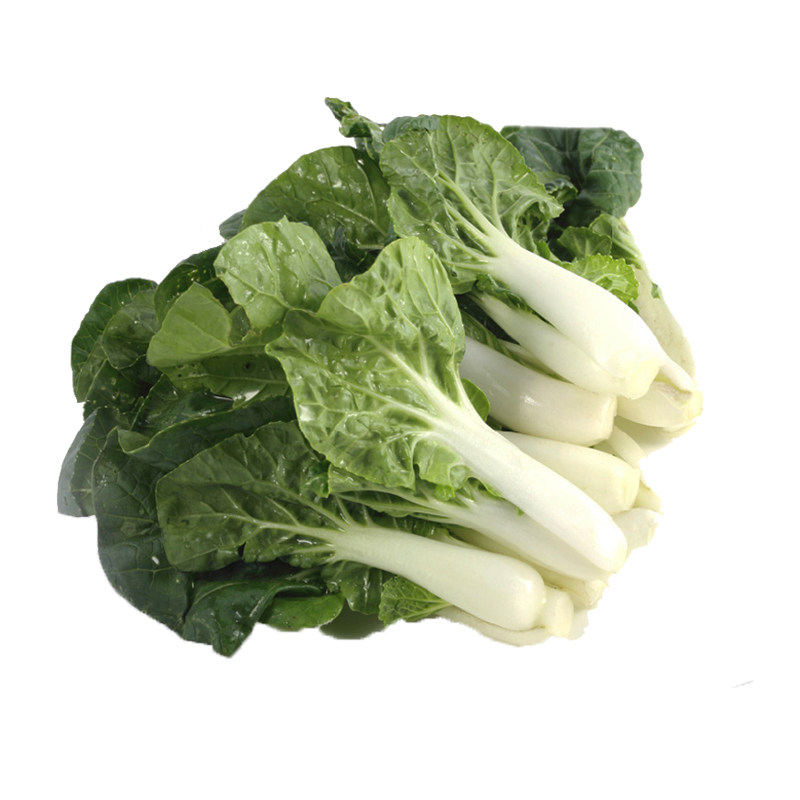 东升农场 供港宁夏奶白苗 小白菜 火锅煮汤清甜 新鲜供港蔬菜250g