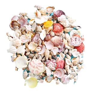 天然贝壳海螺海星鱼缸造景手工diy打孔漂流瓶装饰卷贝鱼寄居蟹壳