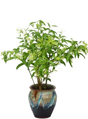 夜来香花树苗盆栽浓香阳台庭院盆栽苗植物室内外四季绿植浓香花卉