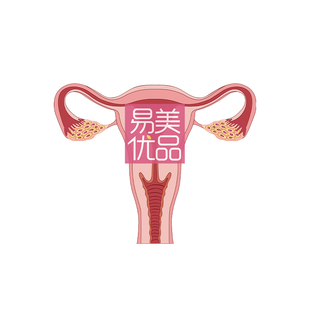 一探究竟墙上摆件美容会所场景女生科普模型松紧妇科医用私密模型