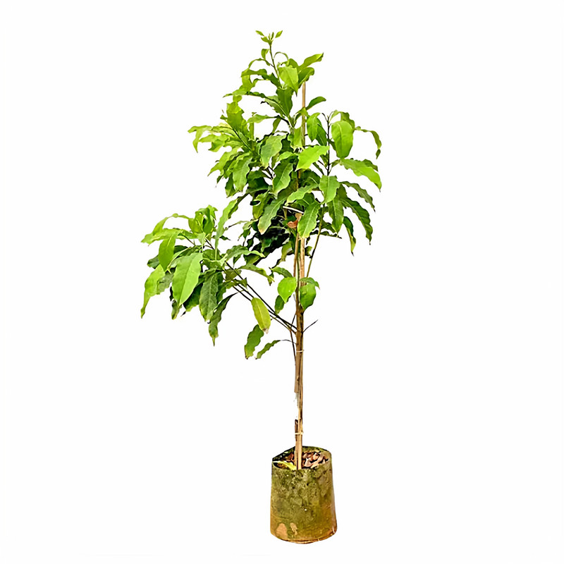 冬蜜黄晶果嫁接苗耐寒耐旱易种