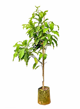 冬蜜黄晶果嫁接苗耐寒耐旱易种