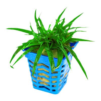越南谷精古精水草植物鱼缸造景