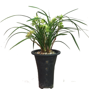 春兰大花浓香奇特九仙牡丹大唐盛世花开富贵花期长兰花苗花卉盆栽