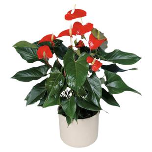 红掌盆栽植物花卉好养水培一帆风顺大水养四季常青白掌绿植火鹤花