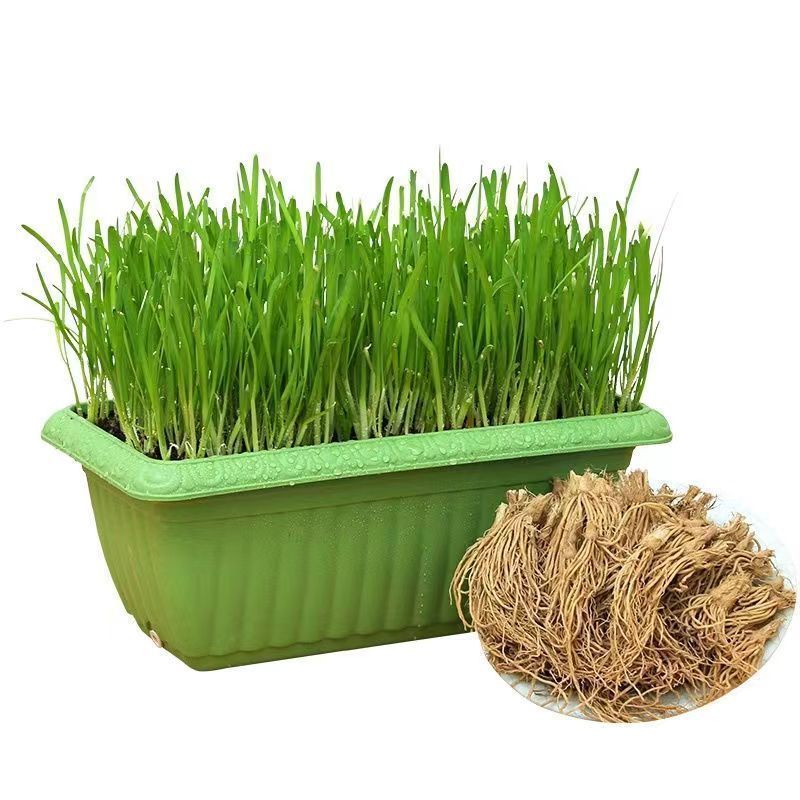 韭菜根苗子秧苗阳台盆栽农家院营养四季种植蔬菜苗子生菜苗子秧苗
