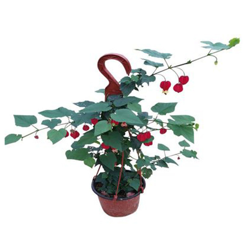 灯笼花四季开花苗 爬藤植物 好养易活 花卉 宫廷灯笼花