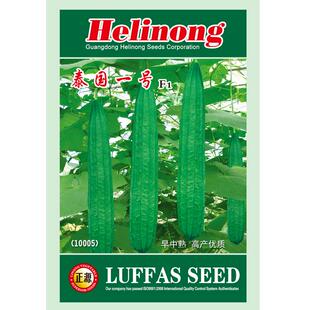 和利农正源泰国一号棱丝瓜种子杂交早熟丝瓜种籽子农家高产蔬菜孑