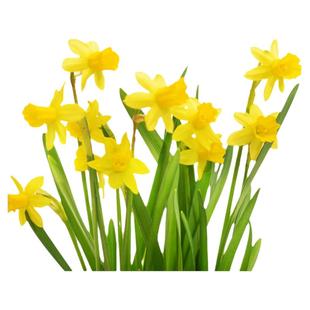 塔莎的花园洋水仙种球地栽进口球根园艺盆栽庭院花卉绿植秋冬开花