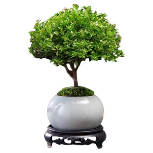 小叶赤楠老桩盆景苗植物花卉微景观水培办公室内好养四季常青盆栽