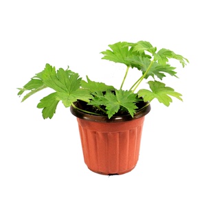 玲珑菊种子四季易种植阳台庭院花籽重瓣短舌匹菊小白菊盆栽切花卉