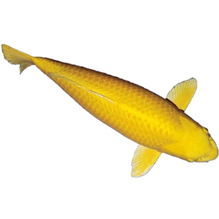 黄金锦鲤冷水观赏鱼德系秋翠白写水花鱼苗小鱼不换鱼食饲料