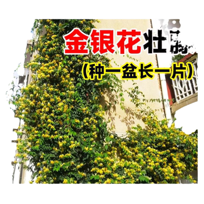 金银花树苗盆栽老桩爬藤