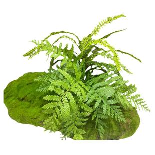 仿真绿植蕨类植物把束马醉木造景蕨草装饰室内迎客松景观假草