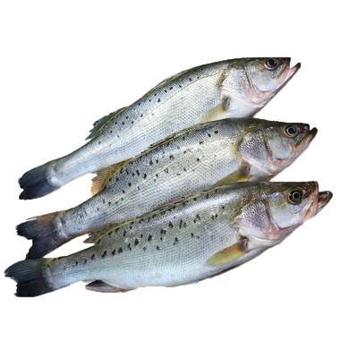 新鲜海捕蒜瓣肉开背鲈鱼