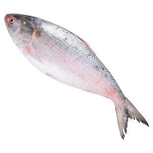 虎头鱼新鲜老虎鱼石九公鱼海捕虎头斑鱼红石斑鱼鲜活冷冻海鲜水产