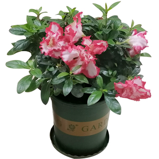 永福花乡园艺 凤冠杜鹃花 红双喜杜鹃花 五宝杜鹃花