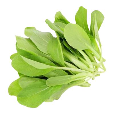 速生鸡毛菜种子小油菜小白菜生长快易种植盆栽阳台庭院耐热抗寒