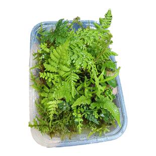 微景观造景迷你蕨类DIY材料生态瓶耐湿雨林缸苔藓小蕨教学绿植