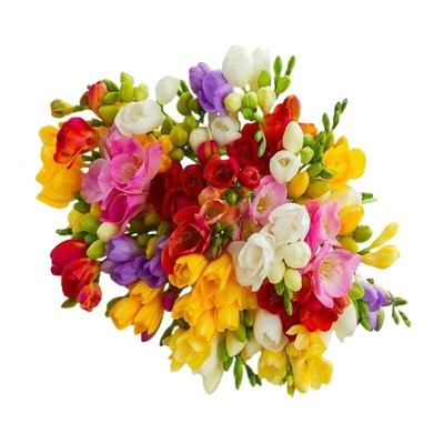 现货唐菖蒲种球多年生多光照