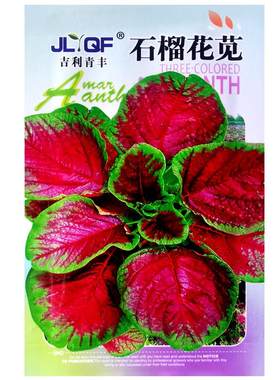 花红圆叶苋菜种子长寿菜汉菜春季阳台盆栽庭院高产农家蔬菜种籽孑