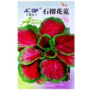 花红圆叶苋菜种子长寿菜汉菜春季阳台盆栽庭院高产农家蔬菜种籽孑