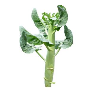 鸡腿芥兰菜种种子种籽广东大芯芥蓝甜脆秋季四季蔬菜苗孑菜籽菜种