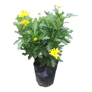 成都基地盆栽黄金菊茼蒿菊木春菊小苗好养金黄色小花野生花卉工程