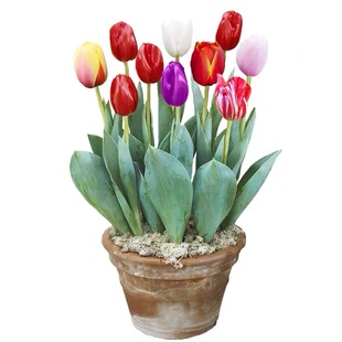 郁金香种球种子盆栽土培水培带花苞原生五度球花卉好养活百合水仙