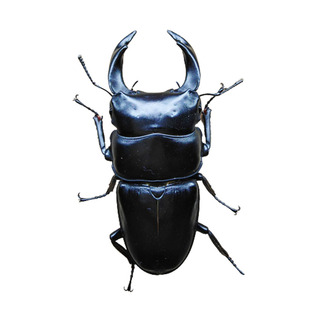 2026中国大锹成虫中大锹形虫幼虫中大锹甲公母扁锹活甲虫宠物昆虫