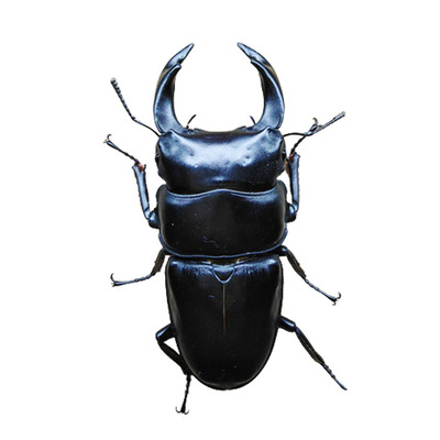 中国大锹形虫扁锹甲活体宠物昆虫