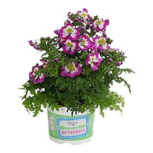 惊现“会飞的蝴蝶精灵”蛾蝶花混色蝴蝶草平民兰花 似彩蝶停枝