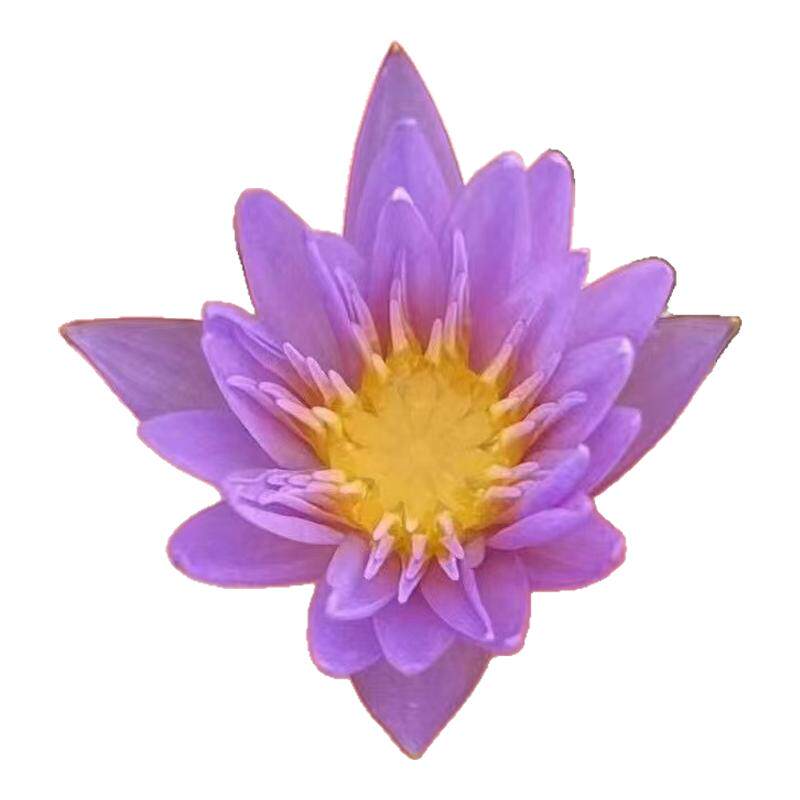 睡莲水培植物花多个品种观赏种植