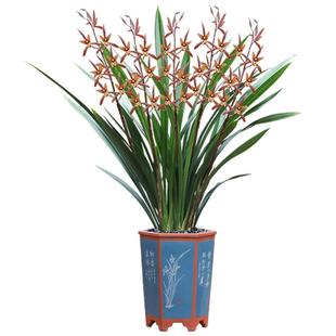 德芳兰业兰花苗惠兰带花苞金边墨兰盆栽企黑名贵兰草高级花卉绿植