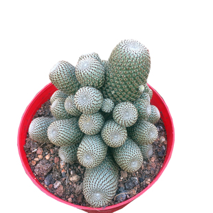 清仓促销仙人球群生仔春丸多头落地橙宝山易养有根开花防辐射盆栽