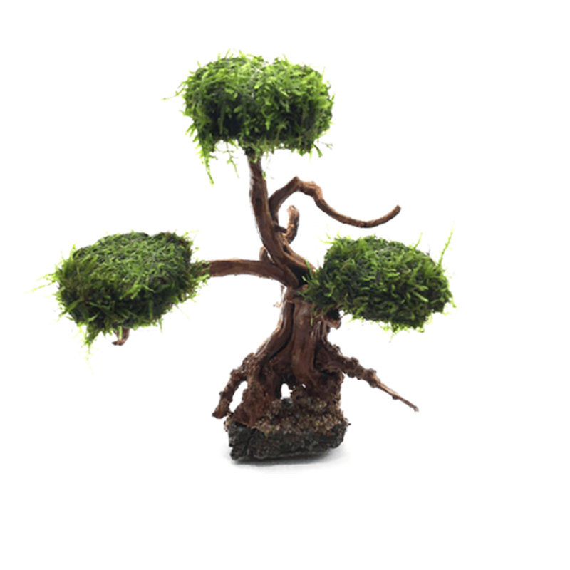 鱼缸造景沉木成品莫斯树迎客松蘑菇头树森林绑活体莫斯水草植物